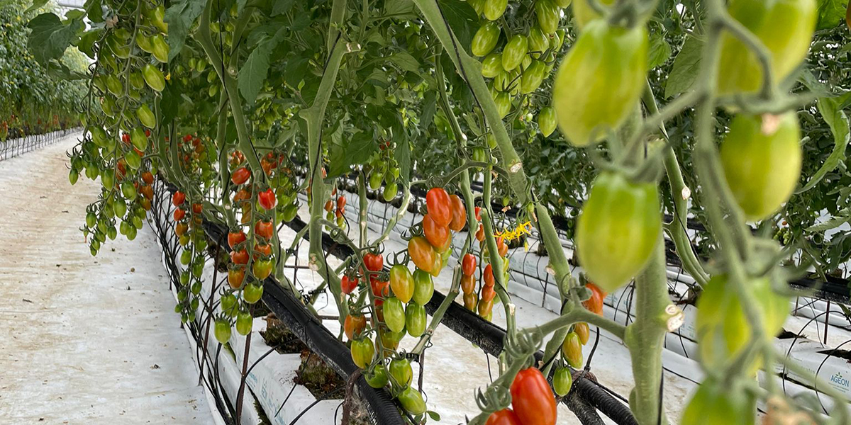 «Ecco come ci distinguiamo con i nostri pomodori fuori suolo»